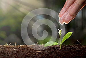 Environment Earth day concept with growing of tree and dropping of water in hand