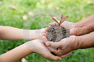 Environment Earth Day, Hands of elderly woman and Teenage girlholding a young plant against a green natural background in spring.