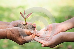 Environment Earth Day, Hands of old women and young women holding tree on nature field grass, Forest conservation, Ecological