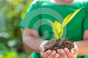 environment Earth Day In the hands of trees growing seedlings. Bokeh green Background child hand holding tree on nature field