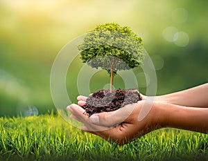 Environment Earth Day In the hands of trees growing seedlings. photo