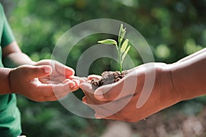 environment Earth Day In the hands of trees growing seedlings. Bokeh green Background Female with child hand holding tree on