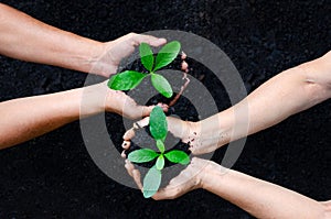 Environment Earth Day In the hands of trees growing seedlings. Bokeh green Background Female hand holding tree on nature field