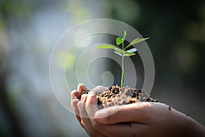 Environment Earth Day In the hands of trees growing seedlings. Bokeh green Background Female hand holding tree on nature field