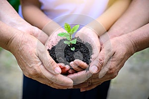 Environment Earth Day In the hands of trees growing seedlings. Bokeh green Background Female hand holding tree on nature field