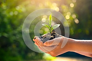 Environment Earth Day In the hands of trees growing seedlings. Bokeh green Background Female hand holding tree on nature field