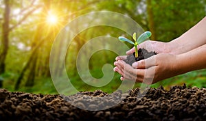 Environment Earth Day In the hands of trees growing seedlings. Bokeh green Background Female hand holding tree on nature field