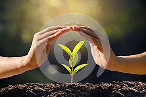 Environment Earth Day In the hands of trees growing seedlings. Bokeh green Background Female hand holding tree on nature field