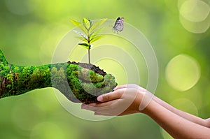 Environment Earth Day In the hands of trees growing seedlings. Bokeh green Background Female hand holding tree on nature field