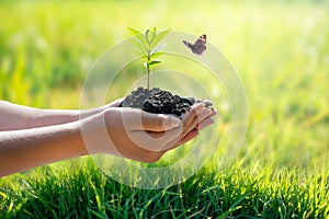 Environment Earth Day In the hands of trees growing seedlings. Bokeh green Background Female hand holding tree on nature field