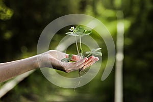 Environment Earth Day In the hands of trees growing seedlings. Bokeh green Background Female hand holding tree on nature field