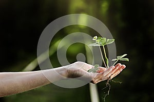 Environment Earth Day In the hands of trees growing seedlings. Bokeh green Background Female hand holding tree on nature field