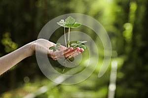 Environment Earth Day In the hands of trees growing seedlings. Bokeh green Background Female hand holding tree on nature field