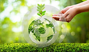 environment Earth Day In the hands of trees growing seedlings. Bokeh green Background Female hand holding tree on nature field