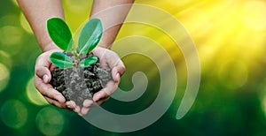 Environment Earth Day In the hands of trees growing seedlings. Bokeh green Background Female hand holding tree on nature field gra