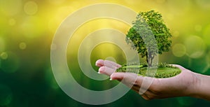 Environment Earth Day In the hands of trees growing seedlings. Bokeh green Background Female hand holding tree on nature field gra