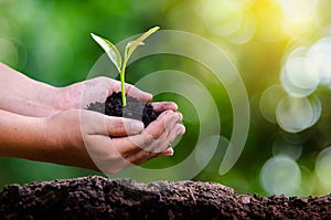 Environment Earth Day In the hands of trees growing seedlings. Bokeh green Background Female hand holding tree on nature field gra