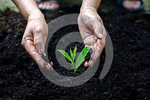 Environment Earth Day In the hands of trees growing seedlings. Bokeh green Background Female hand holding tree on nature field gra