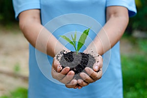 Environment Earth Day In the hands of trees growing seedlings. Bokeh green Background Female hand holding tree on nature field gra