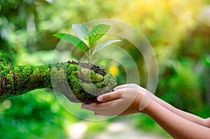 Environment Earth Day In the hands of trees growing seedlings. Bokeh green Background Female hand holding tree on nature field gra photo