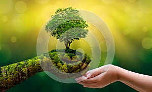 Environment Earth Day In the hands of trees growing seedlings. Bokeh green Background Female hand holding tree on nature field gra photo