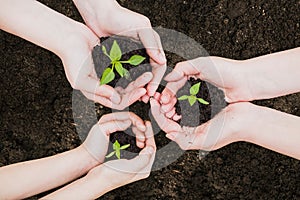 Environment Earth Day In the hands of trees growing seedlings. Bokeh green Background Female hand holding tree on nature field gra