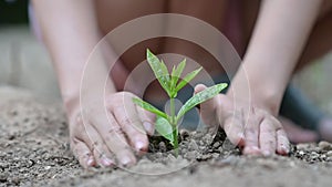 Environment Earth Day In the hands of trees growing seedlings. Bokeh green Background Female hand holding tree on nature field gra