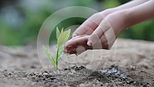 Environment Earth Day In the hands of trees growing seedlings. Bokeh green Background Female hand holding tree on nature field gra