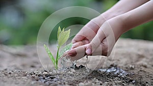 Environment Earth Day In the hands of trees growing seedlings. Bokeh green Background Female hand holding tree on nature field gra