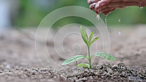 Environment Earth Day In the hands of trees growing seedlings. Bokeh green Background Female hand holding tree on nature field gra