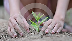 Environment Earth Day In the hands of trees growing seedlings. Bokeh green Background Female hand holding tree on nature field gra