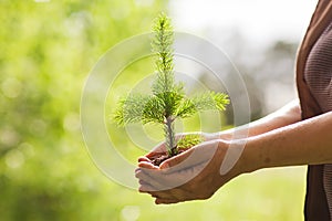 Environment Earth Day In the hands of trees growing seedlings. Bokeh green Background Female hand holding tree spruce on nature