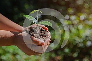 Environment Earth Day In the hands of trees growing seedlings. Bokeh green Background kid hand holding tree on nature field grass