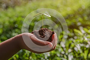 Environment Earth Day In the hands of trees growing seedlings. Bokeh green Background kid hand holding tree on nature field grass