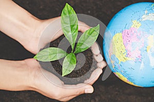 Environment Earth Day In the hands of trees growing seedlings. Female hand holding tree