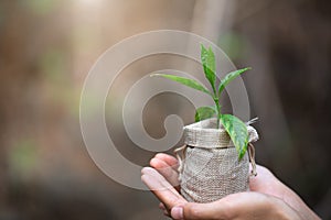 Environment Earth Day In the hands of trees growing seedlings.  Female hand holding tree