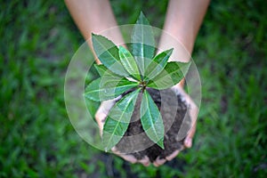 Environment Earth Day In the hands of trees growing seedlings.  Female hand holding tree