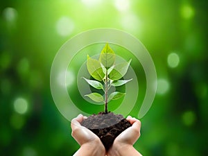 Environment Earth Day In the hands of trees growing seedlings. Female hand holding tree.