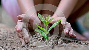 Environment Earth Day In the hands of trees growing seedlings Female hand holding tree on nature field grass Forest conservation c