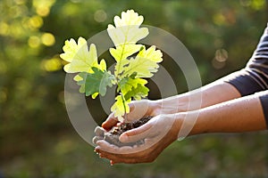 Environment Earth Day In the hands of trees growing seedlings oak. Bokeh green Background Female hand holding tree on nature field