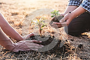 Environment earth day, Hands of two man helping were planting the seedlings and growing of young sprout trees growing into the