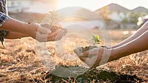 Environment earth day in hands, two people holding of young sprout trees growing seedlings, protection for care new generation to