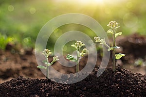 Environment and ecology, Young plants sprouting and growing on green nature background, Earth Day, new life growth ecology and bus