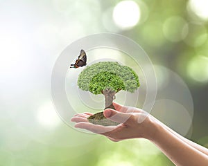 Environment and ecosystem preservation concept with tree planting on volunteer`s hand