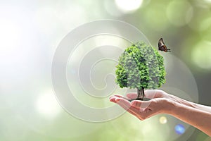 Environment and ecosystem preservation concept with tree planting on volunteer`s hand