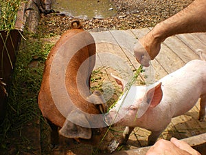 environment Feeding pigs organically