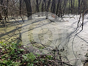Swampy pond in the forest.