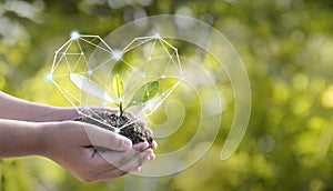 Ambiente en manos de un árbol plantado plántulas es un protegido de acuerdo a corazón. verde, un árbol sobre el pradera 