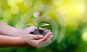 Environment In the hands of trees growing seedlings. Bokeh green Background Female hand holding tree on nature field grass Forest