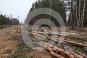 Environment, nature and deforestation - cutting down and felling of trees in forest